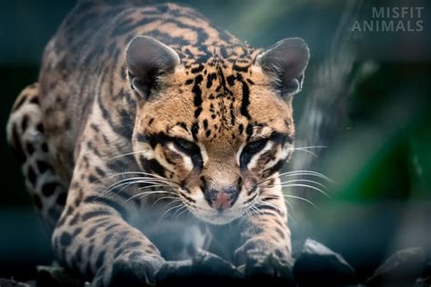 Ocelot (Leopardus Pardalis) Facts: Habitat, Behavior, & More