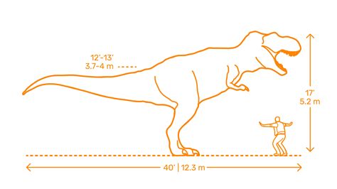 Download Scale Drawings of Everything at Dimensions.Guide | Scale drawing, Graphic design ...