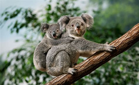 Australia declara al koala especie en peligro de extinción