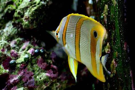 How to Care for Your Longnose Butterflyfish - Pets