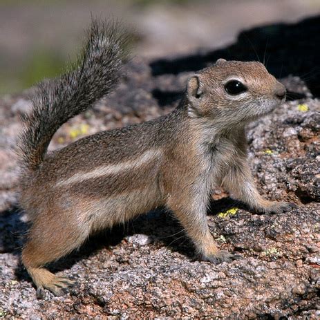 Desert Mammals - Cactus Garden: The Sonoran Desert with Child-Friendly Facts