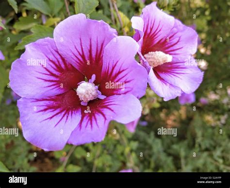 Hibiscus syriacus leaves hi-res stock photography and images - Alamy