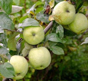 31 Different Types of Green Apple Varieties | Balcony Garden Web