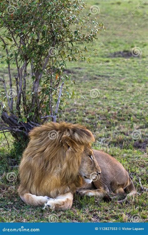 Portrait of Beautiful Lion. Savanna of Africa Stock Image - Image of savanna, animal: 112827553