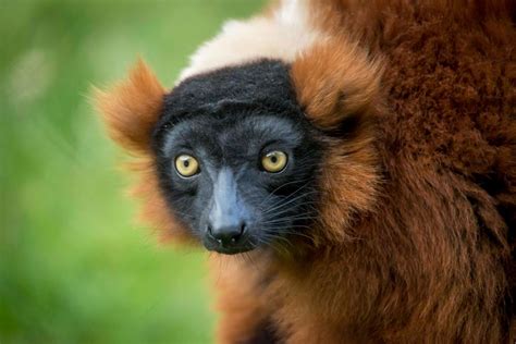 Red alert: New lemurs join zoo conspiracy | Oregon Zoo