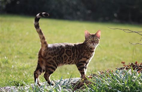 Full Grown Bengal Cat Size: How Big Do Bengal Cats Get? | Bengal Cat Republic