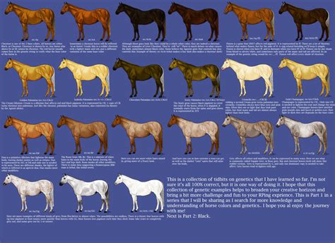 Chestnut Color Genetics Chart by MagicWindsStables on DeviantArt