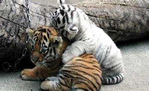 🔥 Download Cute Tiger Cubs Wallpaper by @yvonnew | Cute Tiger ...