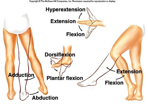 PHED 200 Chapter 07 outline | Human anatomy and physiology, Body anatomy, Medical knowledge