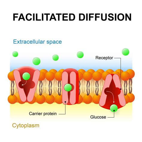 3 Types of Diffusion (Plus Examples for Each)