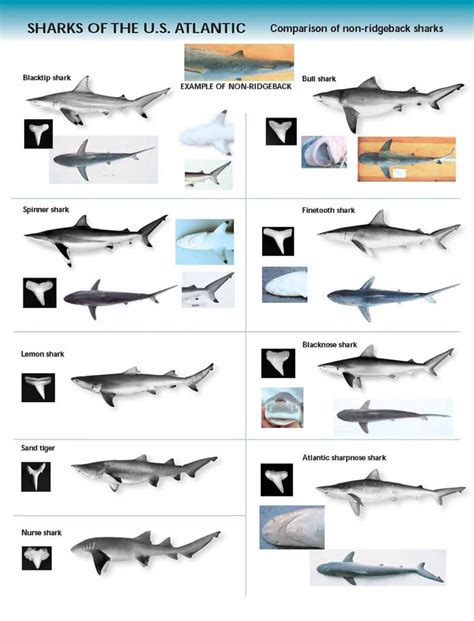 Shark Identification Chart - U.S. Atlantic