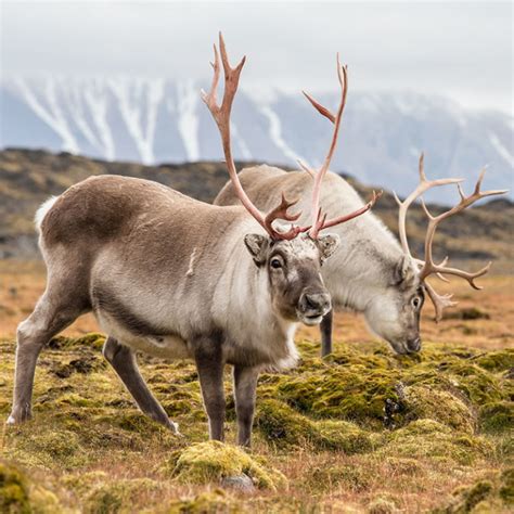 Caribou | Tundra Animals