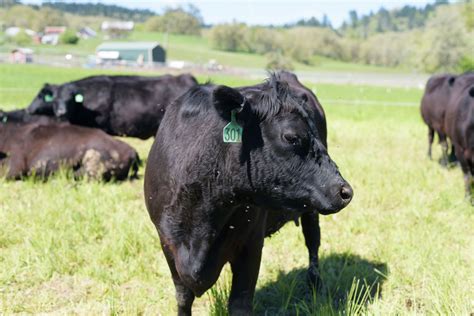 The true cost of cattle: A Street Roots investigation | Street Roots