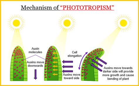 a Define phototropism Give one example of phototro - Tutorix