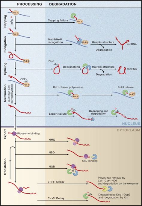 The Many Pathways of RNA Degradation: Cell