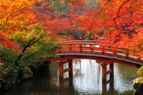 Download Fall Bridge Man Made Japanese Garden 4k Ultra HD Wallpaper