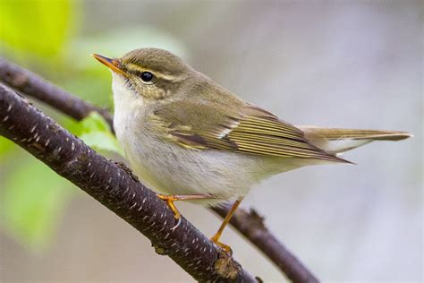 Wildlife Diaries: Siberian Tit and Arctic Warbler 18th - 20th June