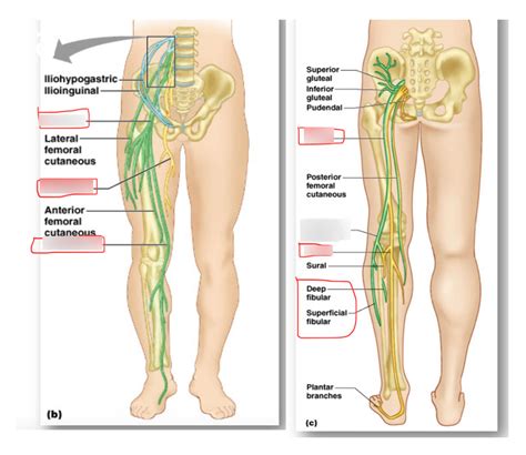 20.5 Lumbar and Sacral Nerves Diagram | Quizlet