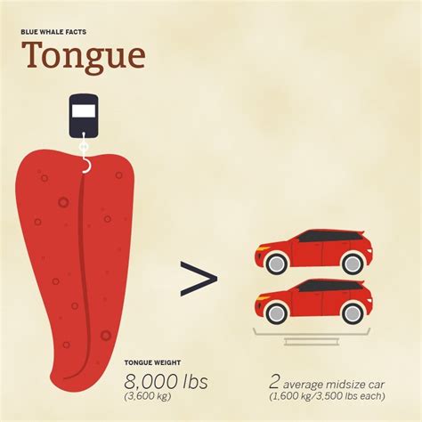 How Big Is A Blue Whale Really? Size Comparison Guide