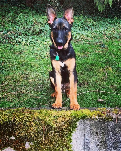 An In-Depth Guide to the German Shepherd Rottweiler Mix - K9 Web