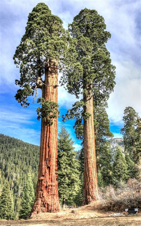 Giant sequoia, Sequoiadendron giganteum redwood forest TREE wood seed ...