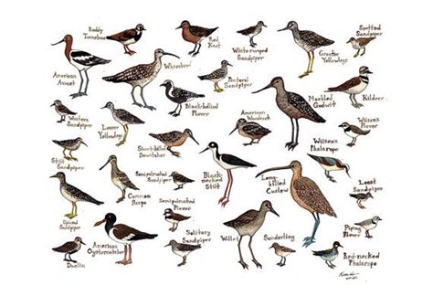 Shorebirds Bird Field Guide Style Watercolor by KateDolamore | Birds ...