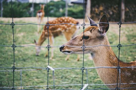 5 Different Types of Deer Fencing and How to Choose One