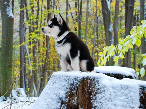 Black and white siberian husky puppy HD wallpaper download