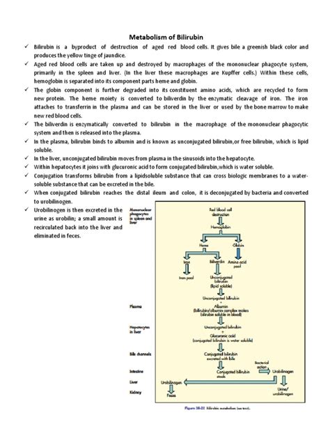 Metabolism of Bilirubin | PDF | Organ (Anatomy) | Diseases And Disorders