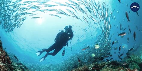 Experience the Wonders of Scuba Diving in the Galapagos Islands