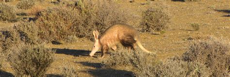 Aardvark Factiods - AARD Pest Control