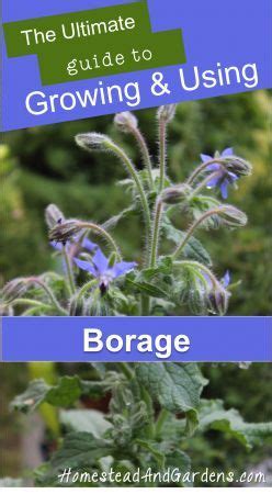 Borage (Borago officinalis) | Homestead & Gardens | Borago officinalis, Borage, Growing herbs