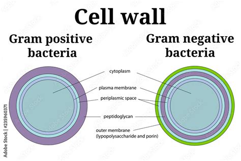 Gram Stain Cell Wall