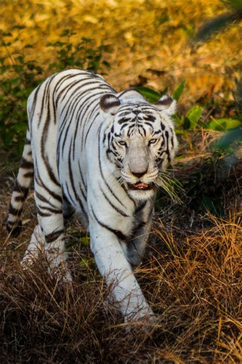 white tiger | Pretty cats, Wild cats, Snow tiger