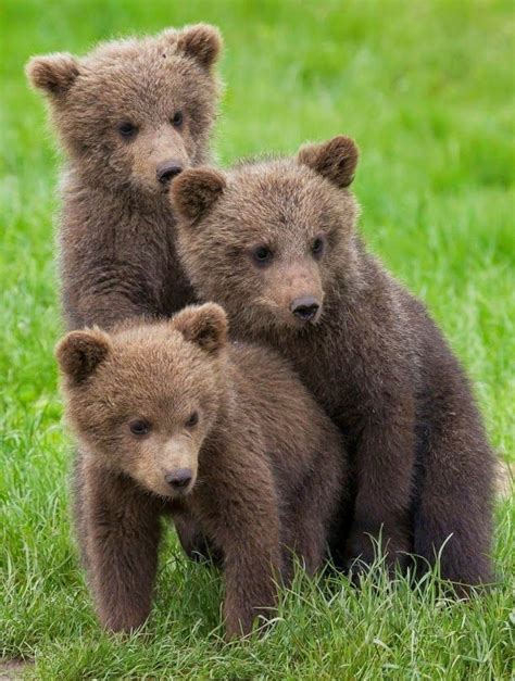 Baby Animals : Bear cubs... | Baby animals, Baby animals pictures, Animals