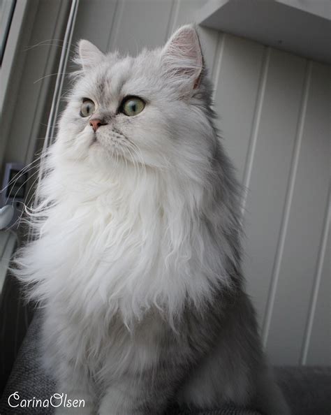 Persian Cat Silver - Pets Lovers