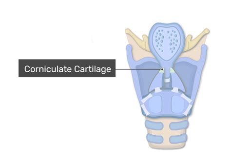 Thyroid Cartilage Posterior View