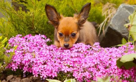 Dog Repellent Plants: Can Certain Plants Keep Dogs Out Of Your Yard?