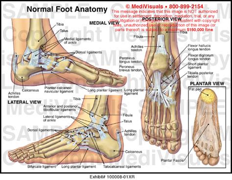 MediVisuals Normal Foot Anatomy Exhibits