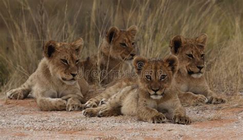 Four lion cubs stock photo. Image of predator, nature - 36635320