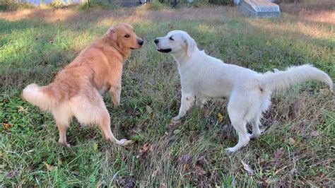 Golden retrievers playing outside - YouTube