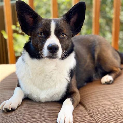 Corgi Chihuahua mix: What you need to know - K9 Web