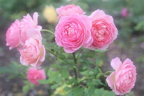 Plant English Roses in your Gardens • Sugar-Sunshine-and-Flowers