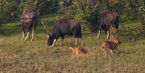 Gaur Calves are different in color!