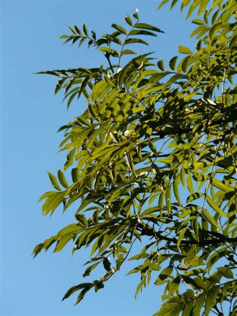 Download free photo of Fraxinus excelsior,ash,common ash,european ash ...