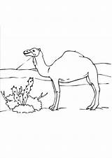 Coloring Pages  Camel In desert coloring Page sketch template