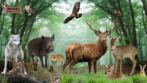 Learn European Forest Animals: Names and Sounds - YouTube