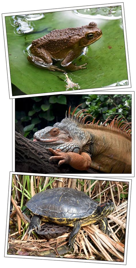 Reptiles and amphibians - Our Planet Images