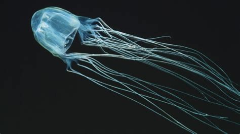 Teenager dies after being stung by a box jellyfish in Australia | CTV News