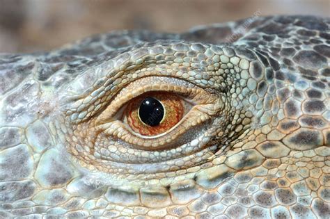 Iguana Eye - Stock Image - Z765/0174 - Science Photo Library